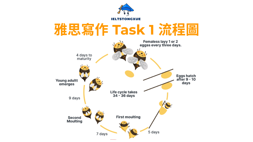 雅思小作文流程圖: The life cycle of the honey bee