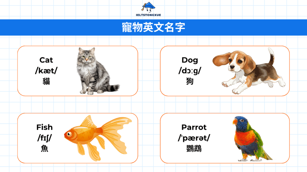必學的寵物英文名稱
