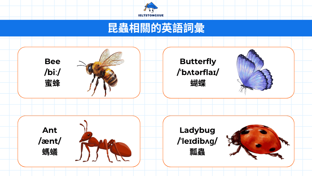 掌握昆蟲英文單字