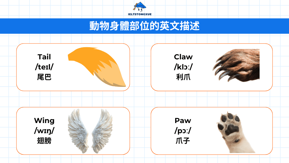 動物身體部位英文大全