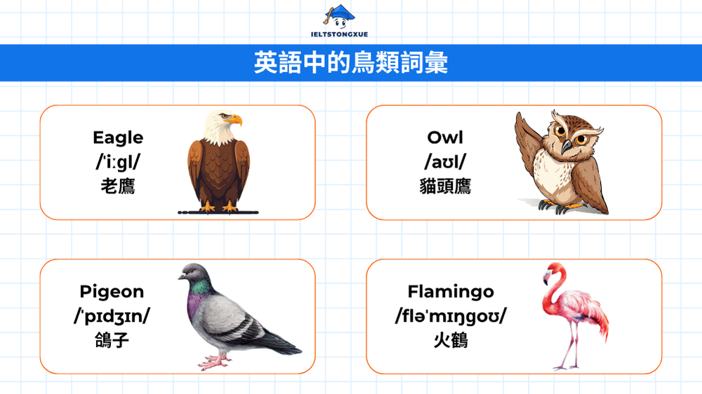 學習鳥類英文單字