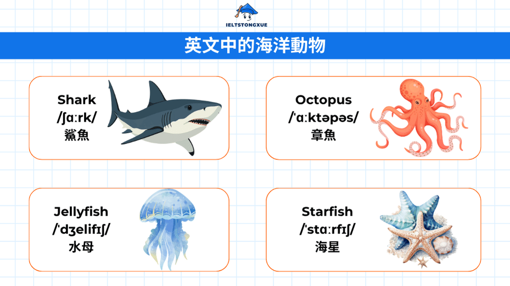 潛入海洋動物英文世界