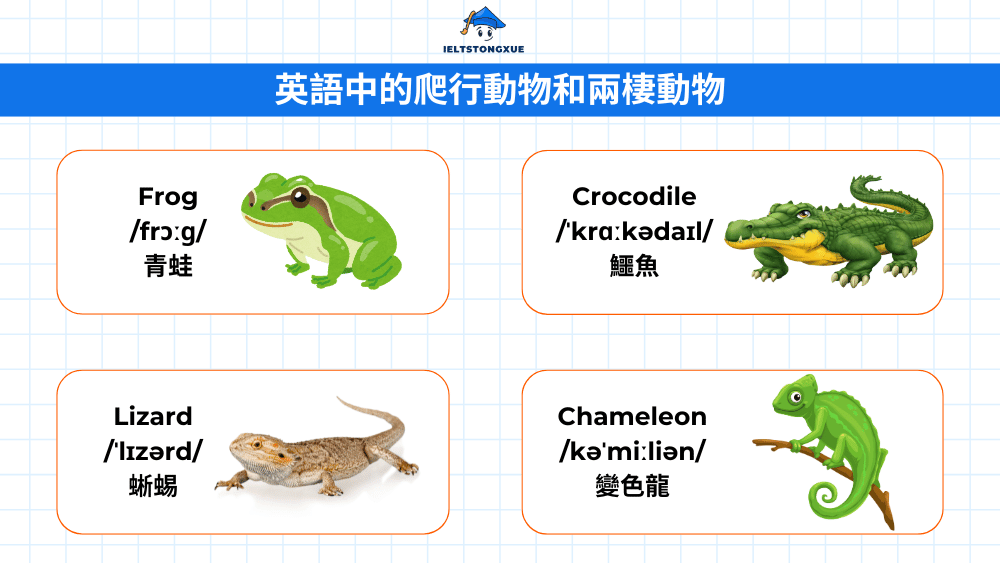 揭秘爬行與兩棲動物英文